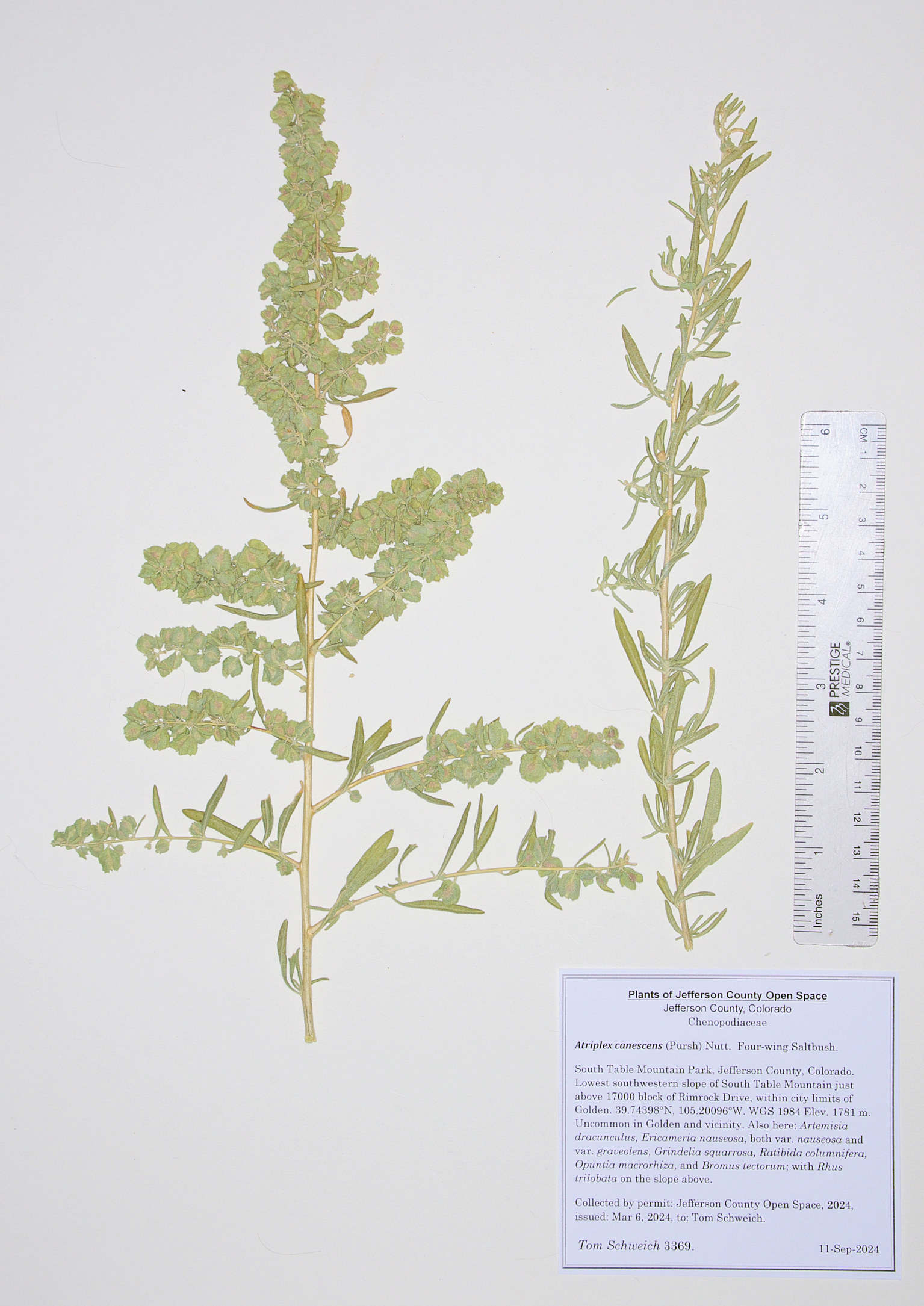Chenopodiaceae Atriplex canescens