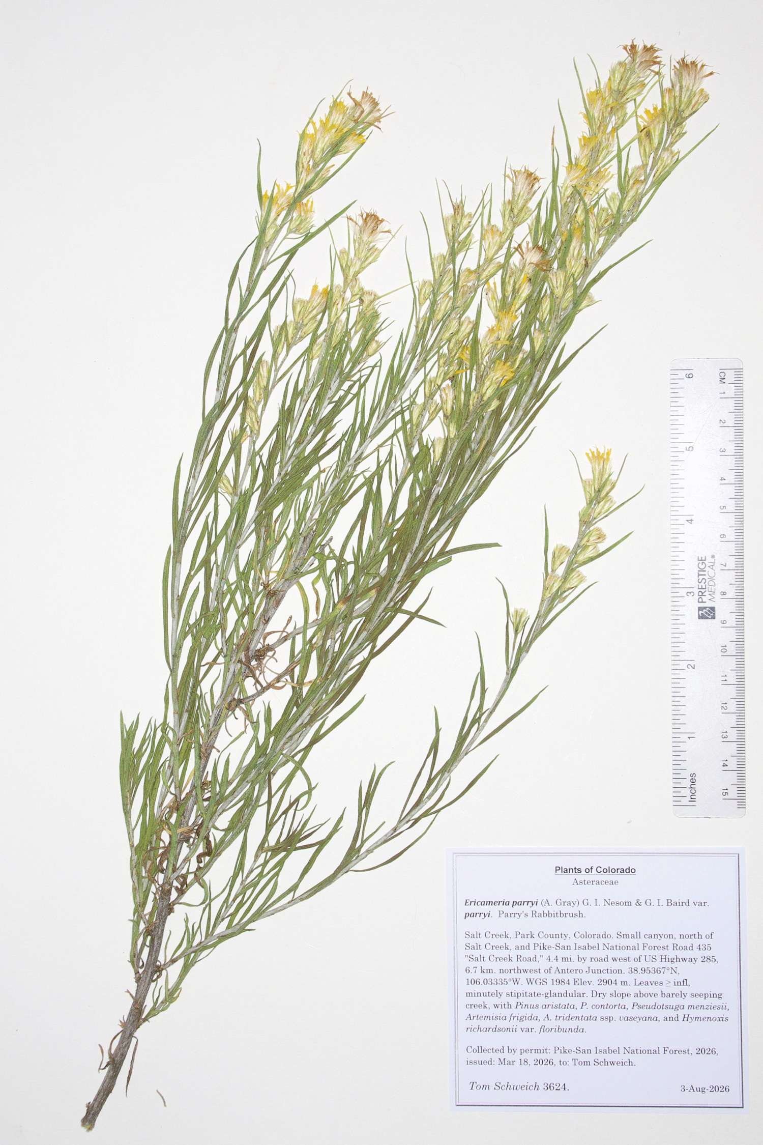 Asteraceae, Ericameria parryi parryi