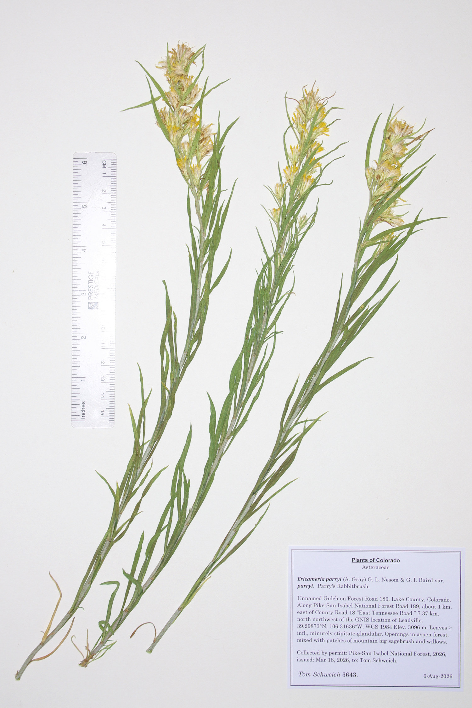 Asteraceae, Ericameria parryi parryi
