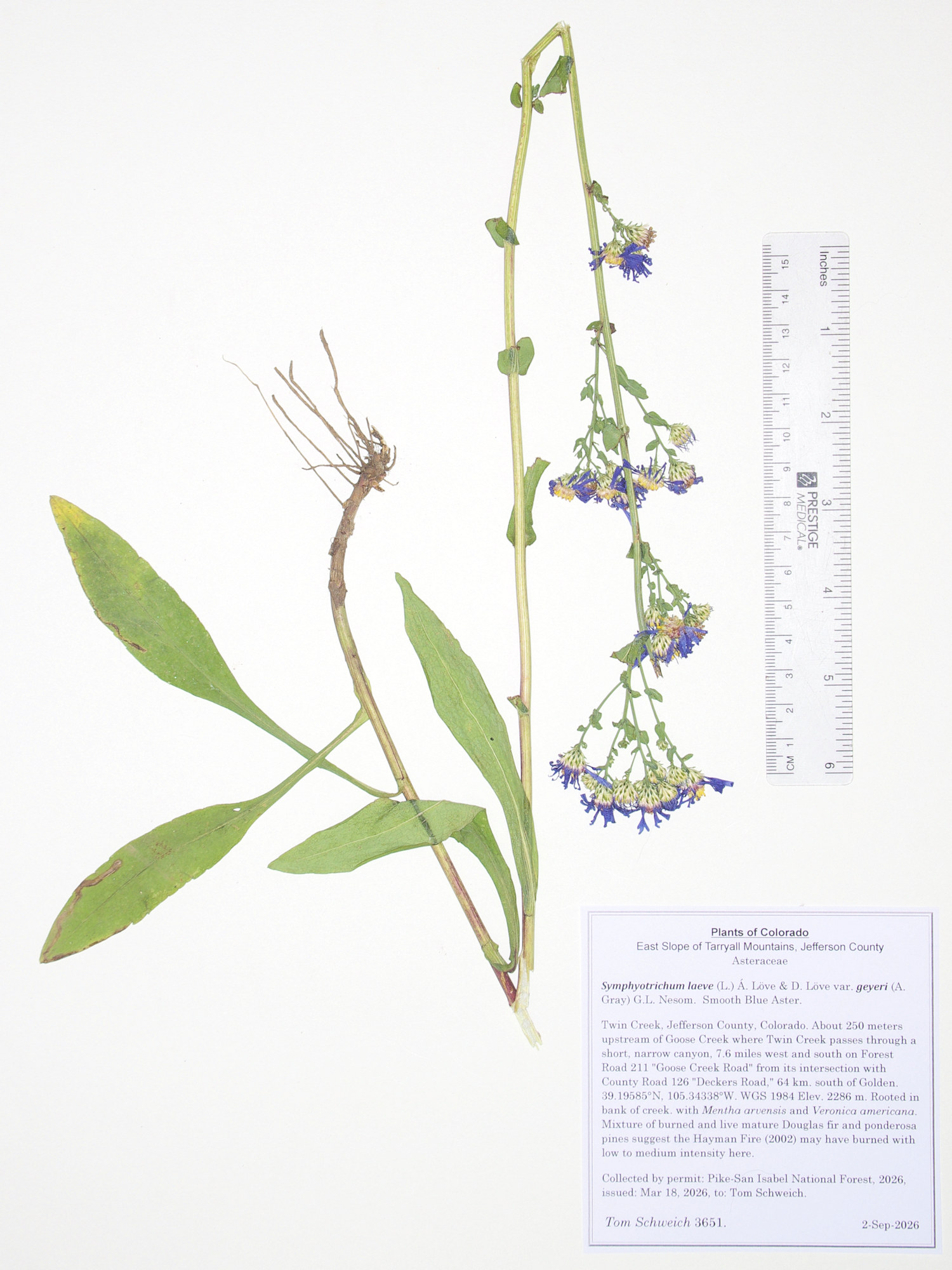 Asteraceae, Symphyotrichum laeve geyeri