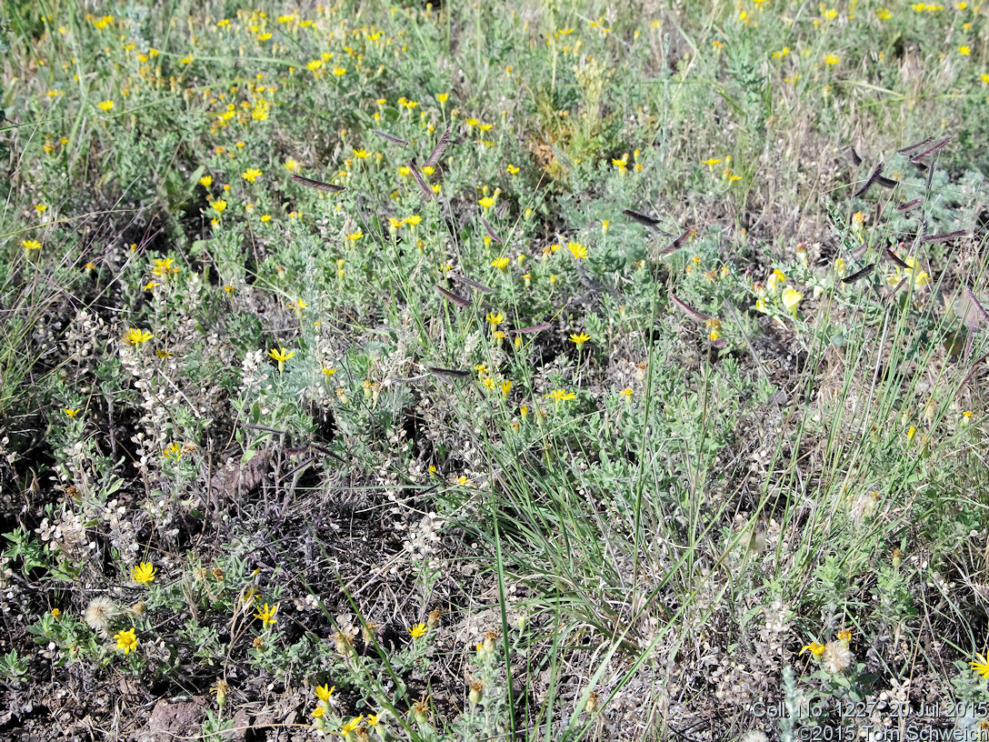 Poaceae Bouteloua gracilis