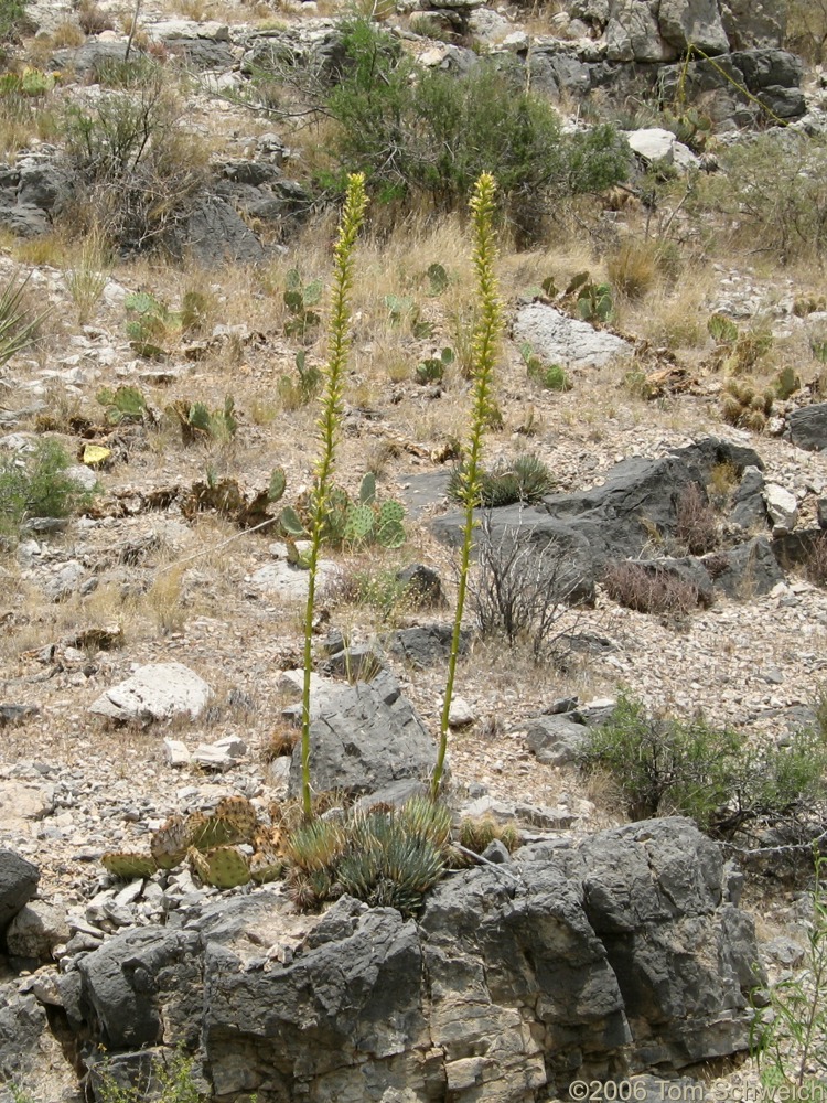 Agave utahensis, Agavaceae, Clark Mountain, San Bernardino County, California