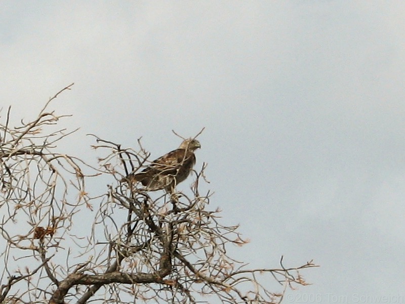 Golden Eagle, Mid Hills Campground, Mojave National Preserve, San Bernardino County, California