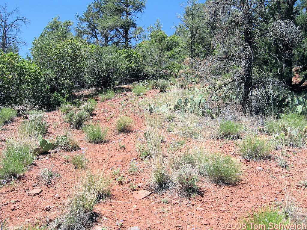 Arizona, Coconino County, Oak Creek Canyon
