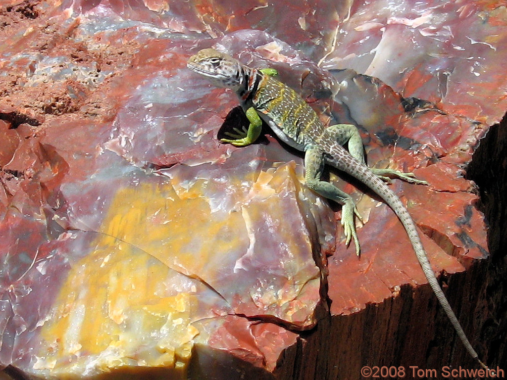Hey baby!  want a date? Arizona, Apache County, Petrified Forest National Park