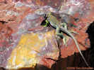 Full Size Image