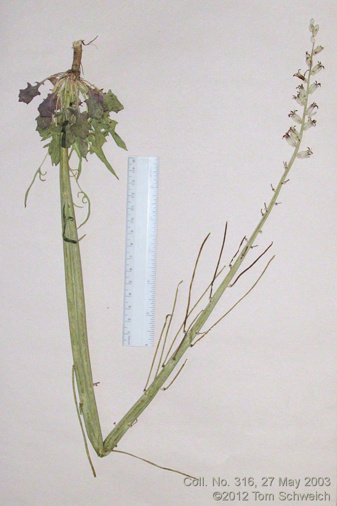 Brassicaceae Caulanthus crassicaulis