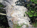 Full Size Image