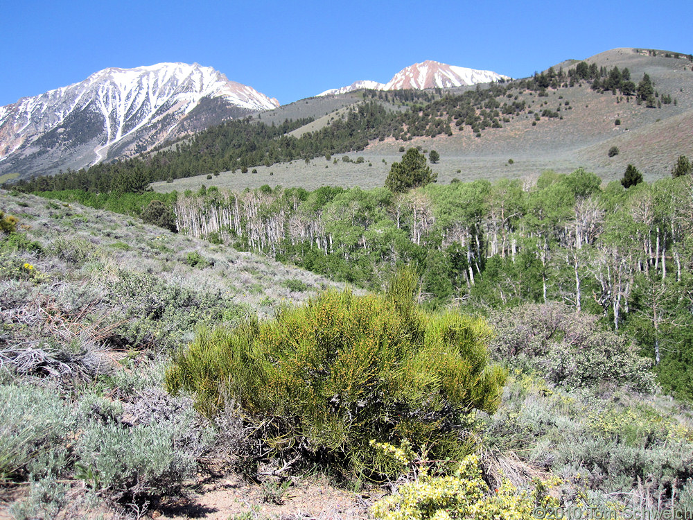 Ephedraceae Ephedra viridis