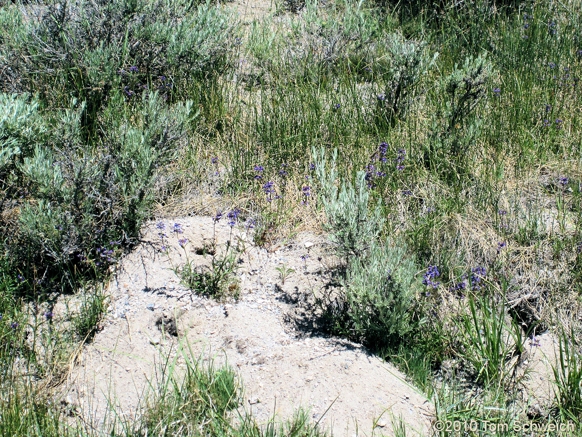 Plantaginaceae Penstemon cinicola