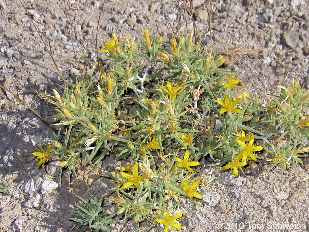 Loasaceae Mentzelia torreyi
