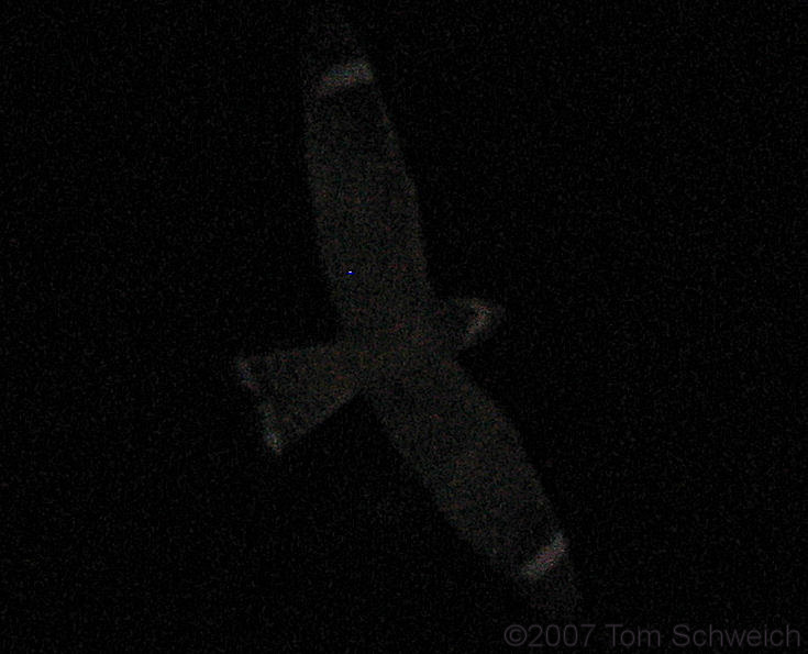 Nighthawk, Shoshone, Inyo County, California