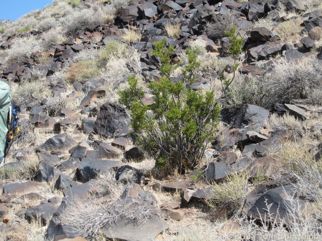 Zygophyllaceae, Larrea tridentata, Inyo County, White Mountains