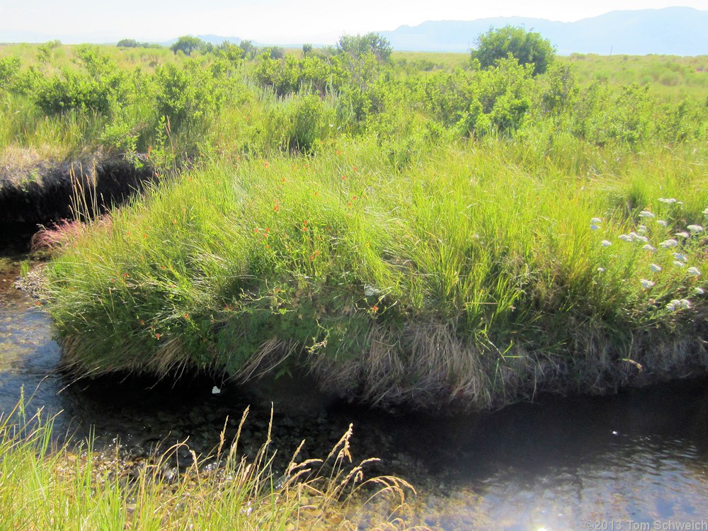 California, Mono County, Walker Creek