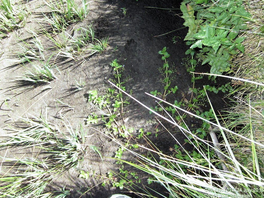 Plantaginaceae Veronica americana