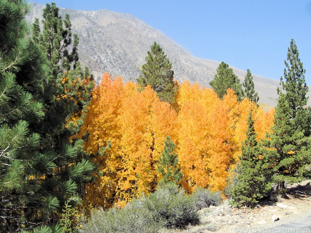 California, Moo County, Silver Lake
