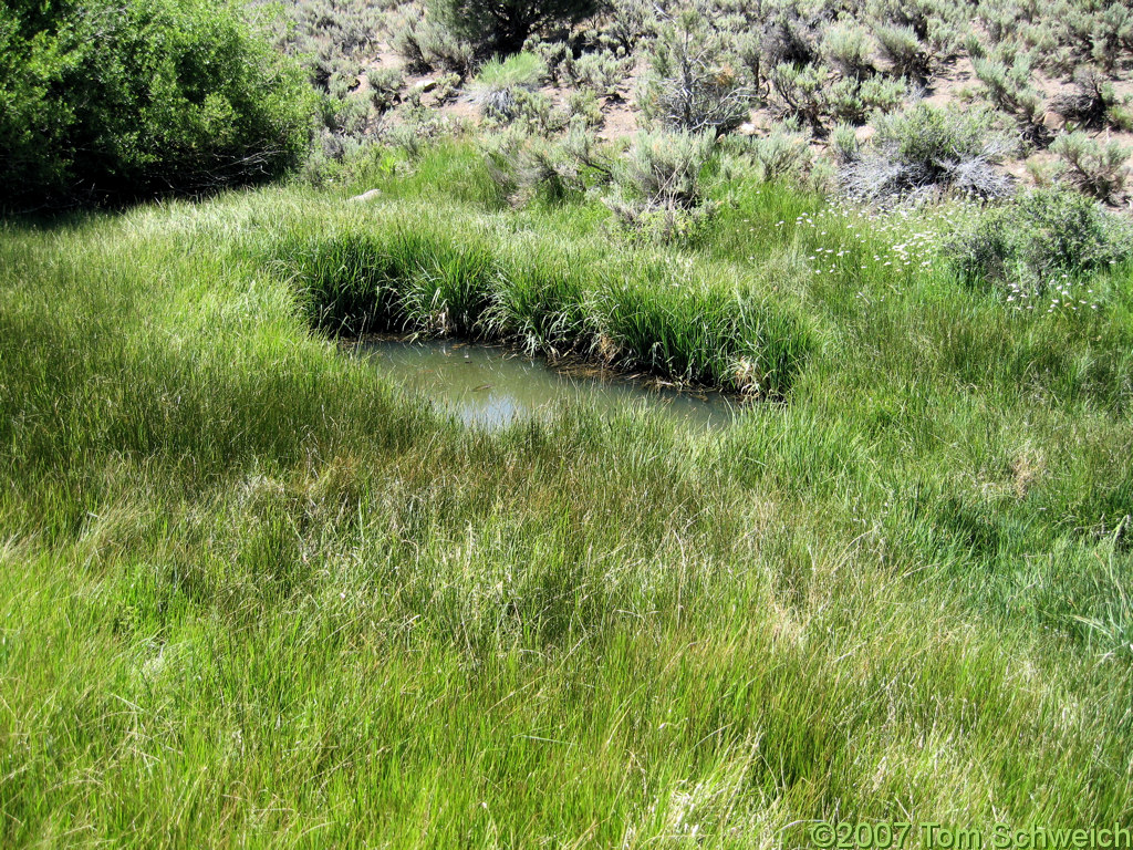 California, Mono County, Bridgeport Canyon, Coyote Spring