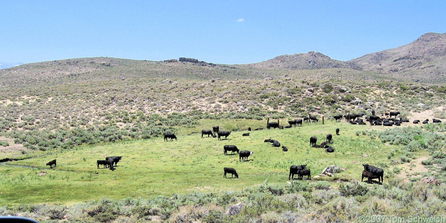 California, Mono County, Murphy Spring