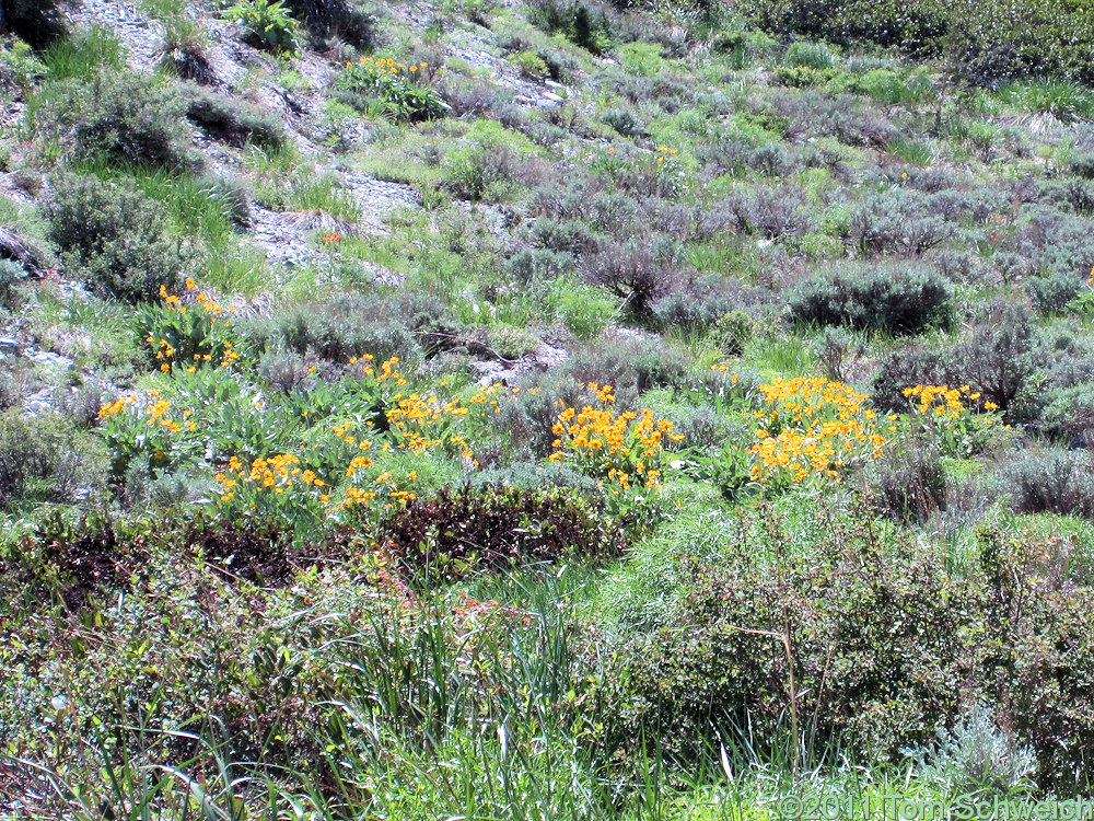 Asteraceae Balsamorhiza sagittata