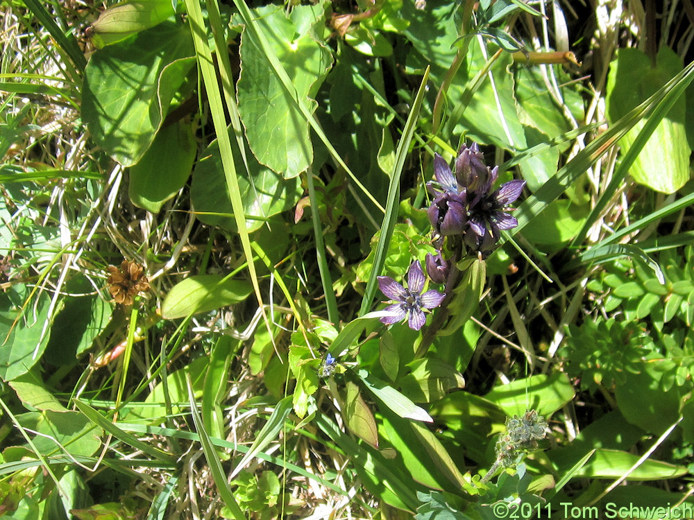 Gentianaceae Swertia perennis