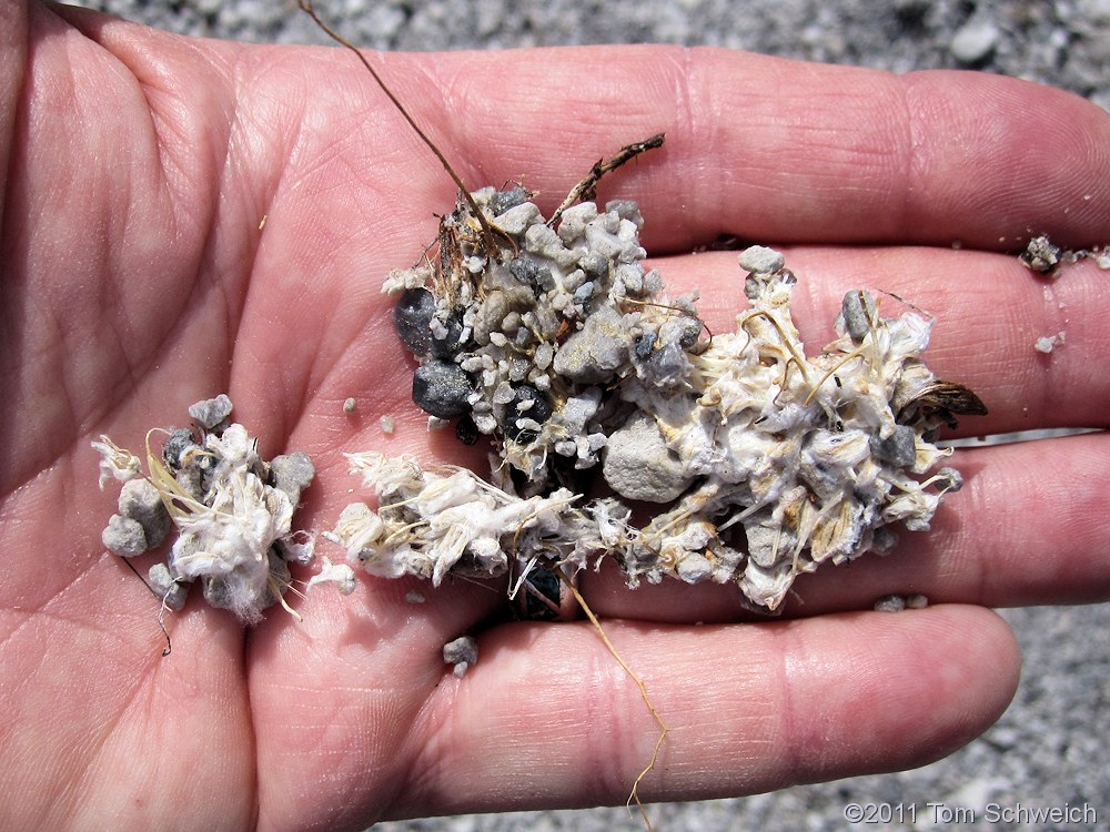 Asteraceae Eatonella nivea