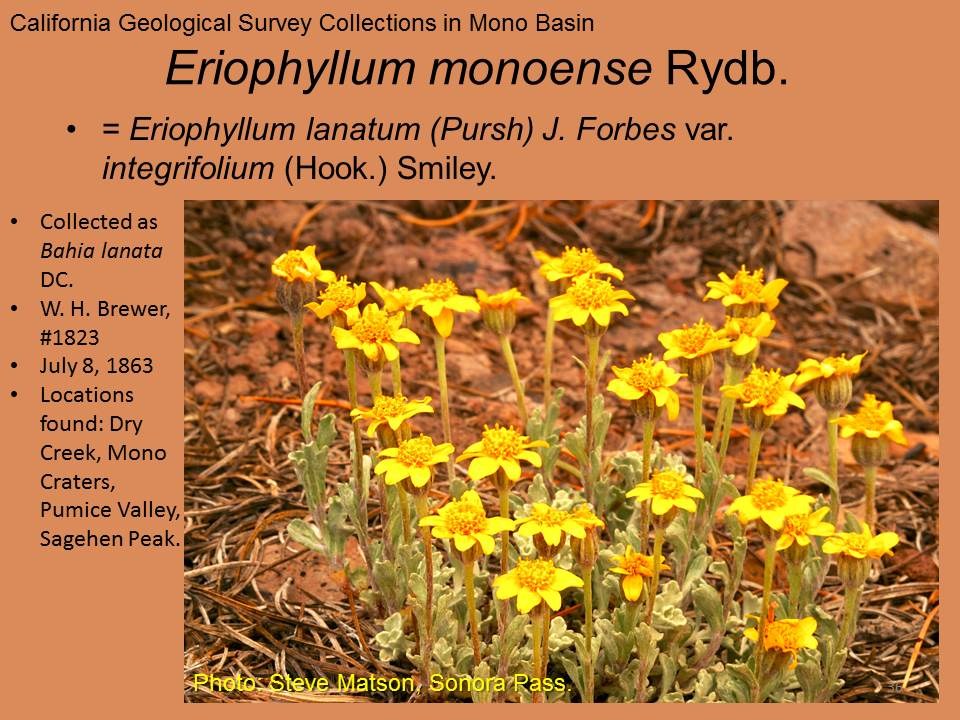 Asteraceae Eriophyllum monoense