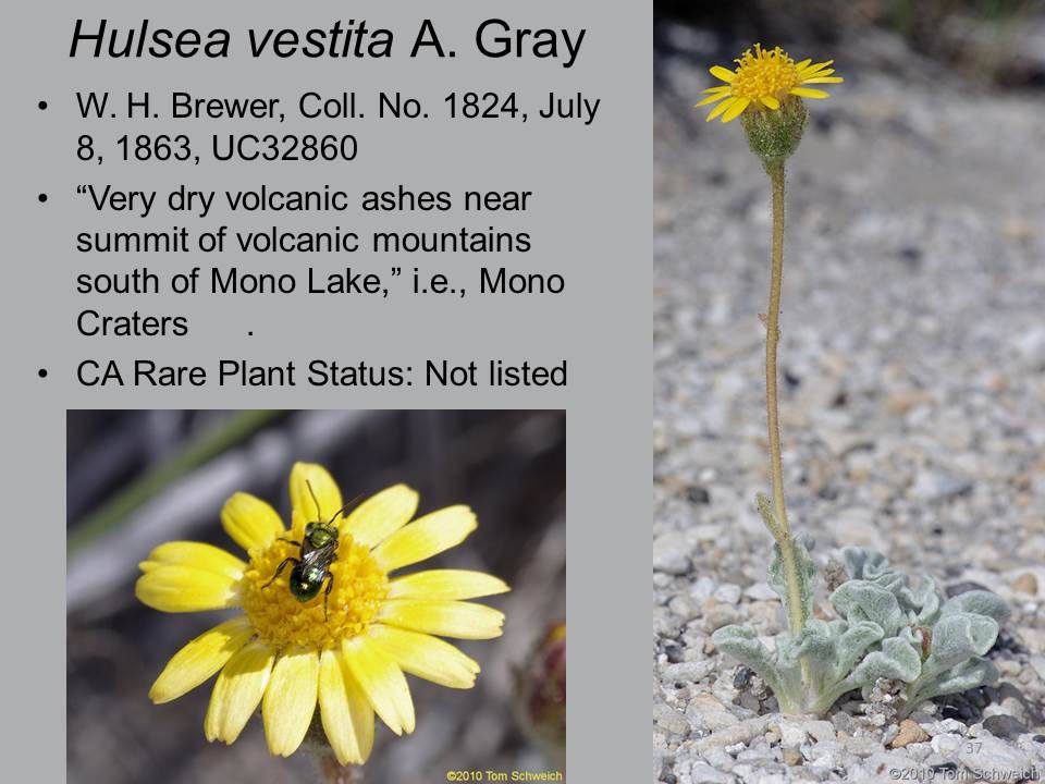Asteraceae Hulsea vestita