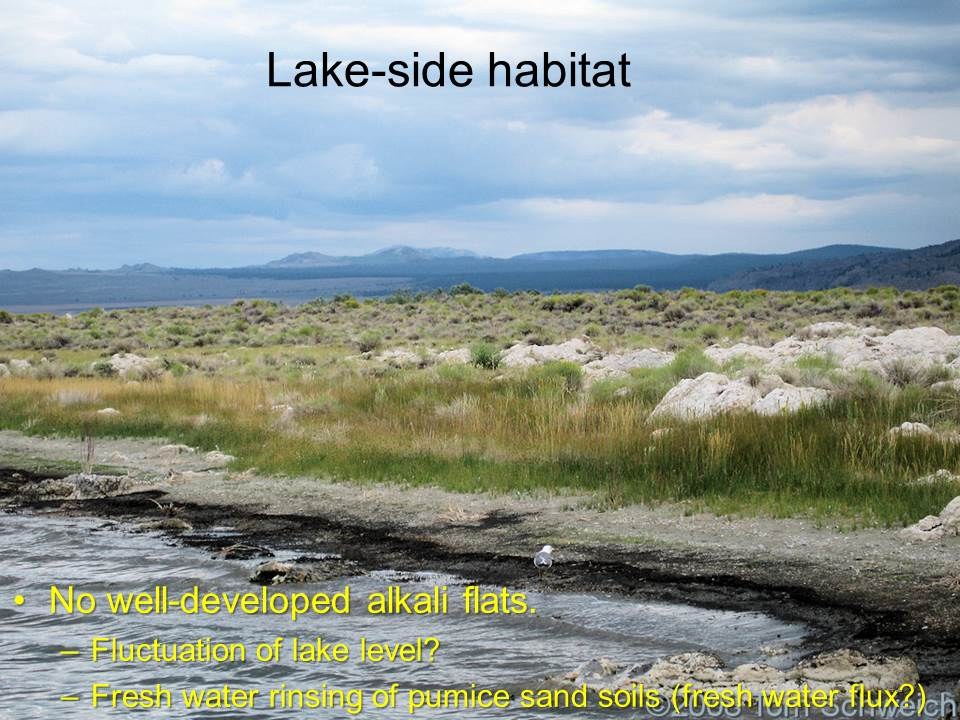 California, Mono County, Mono Lake