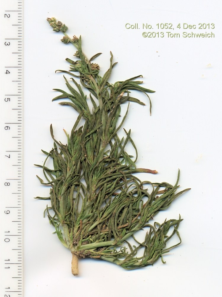 Chenopodiaceae Suaeda nigra