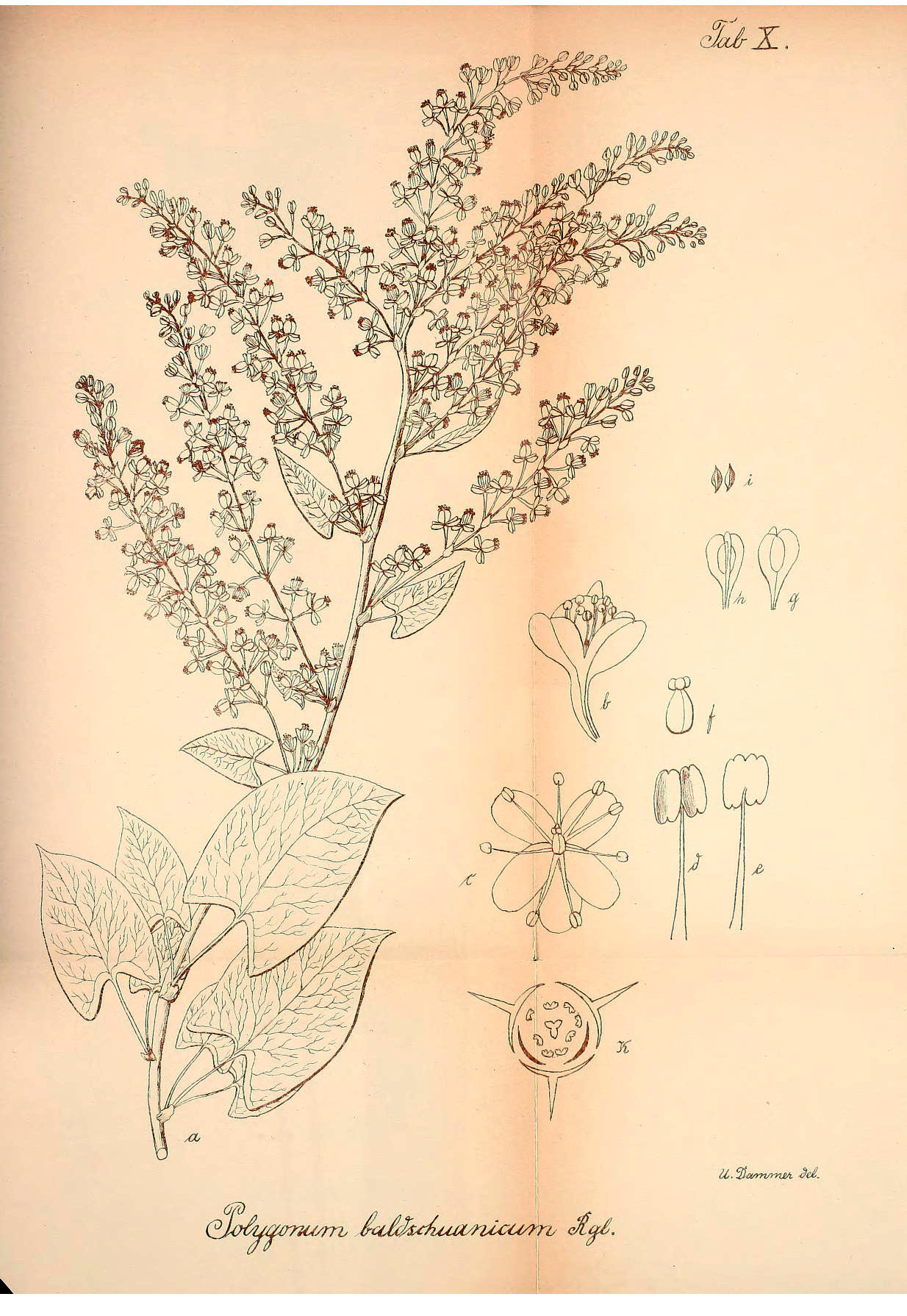 Polygonaceae Fallopia baldschuanica