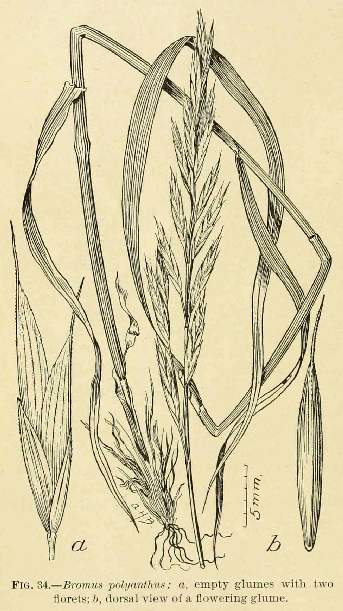 Poaceae, Bromus polyanthus