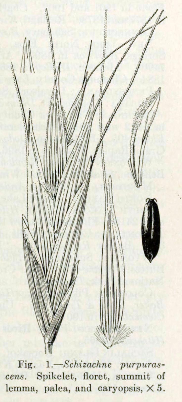Poaceae Schizachne purpurescens