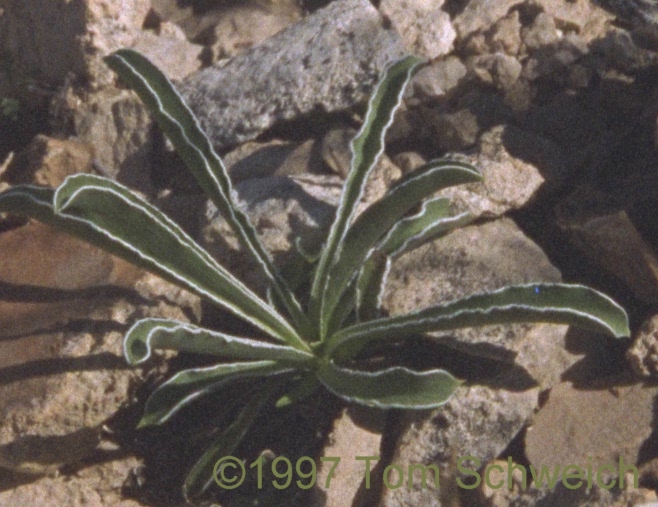 <I>Frasera albomarginata</I>, rosette of leaves.