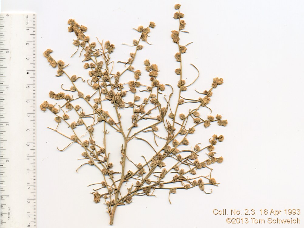 Asteraceae Ambrosia salsola salsola