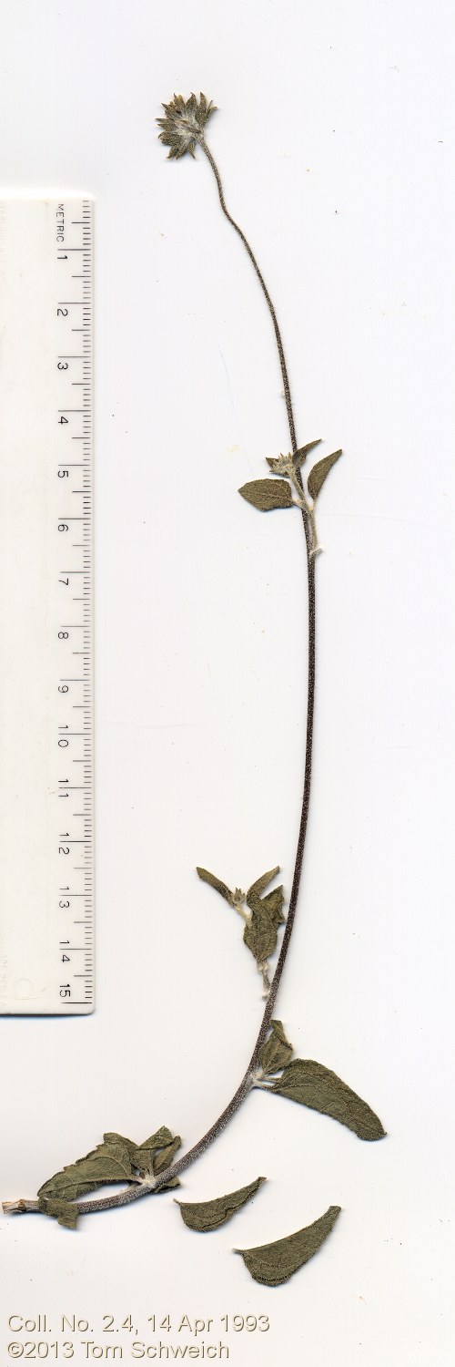 Asteraceae Encelia frutescens