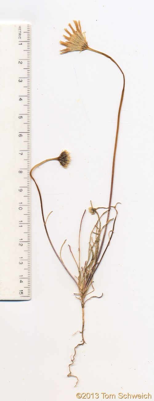 Asteraceae Malacothrix californica