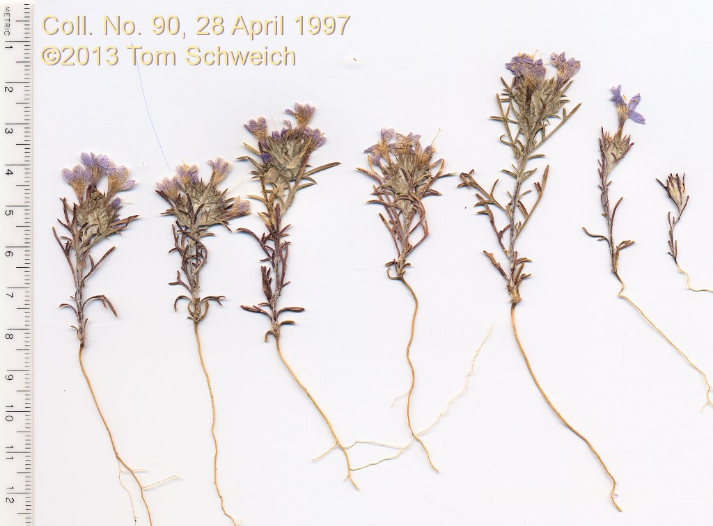 Polemoniaceae Eriastrum eremicum eremicum