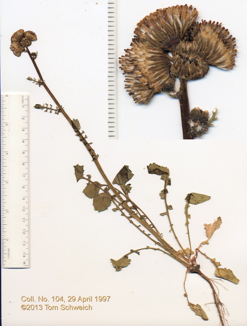 Asteraceae Packera multilobata