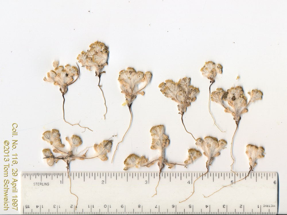 Asteraceae Eriophyllum pringlei