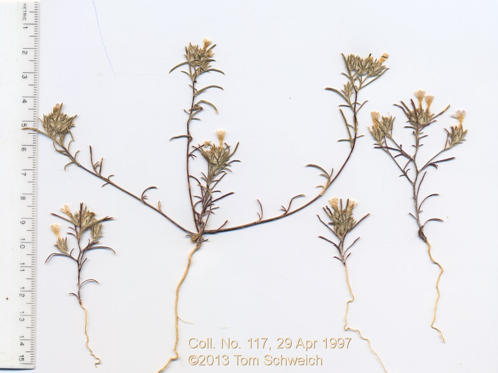 Polemoniaceae Eriastrum sparsiflorum