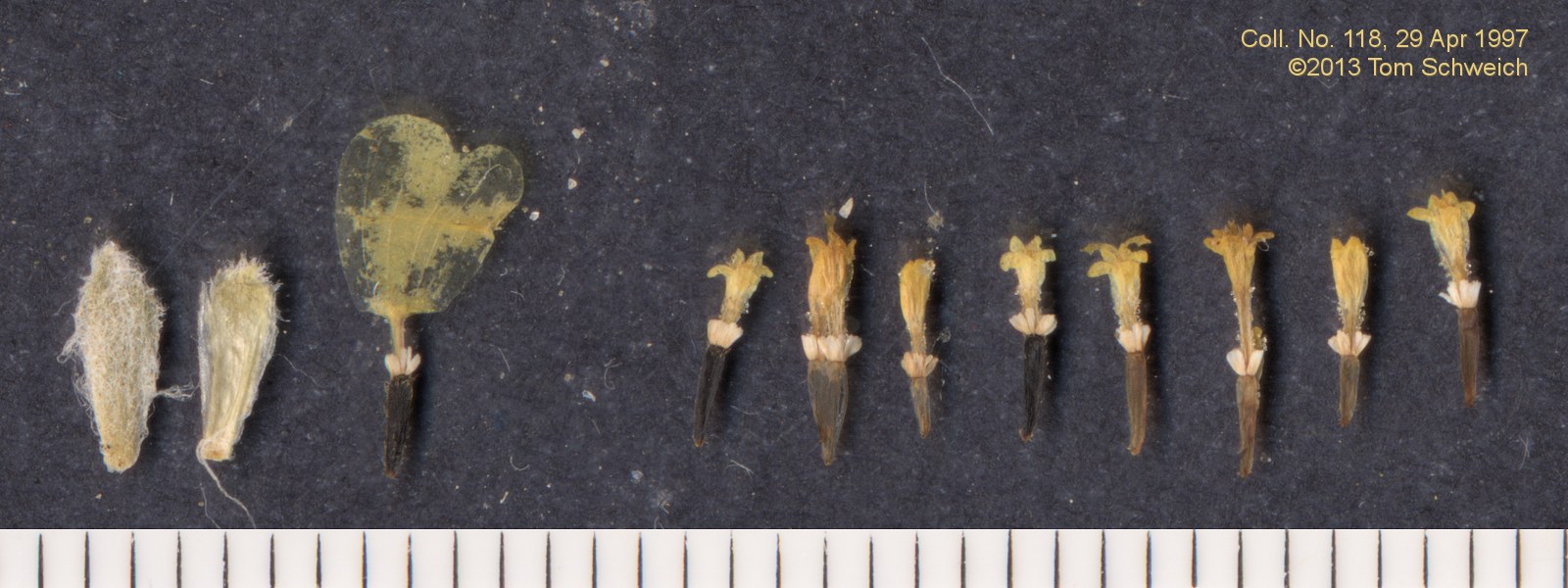 Asteraceae Eriophyllum wallacei