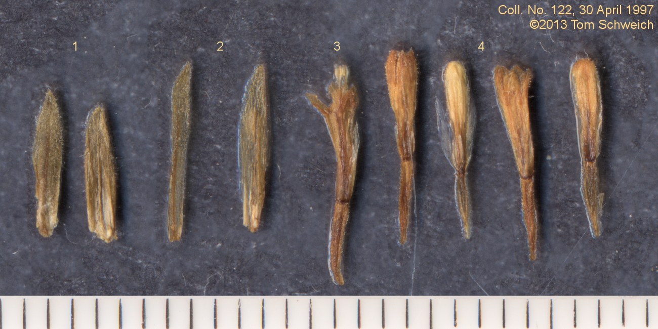 Asteraceae Chaenactis glabriuscula
