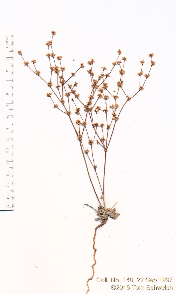 Polygonaceae Eriogonum davidsonii