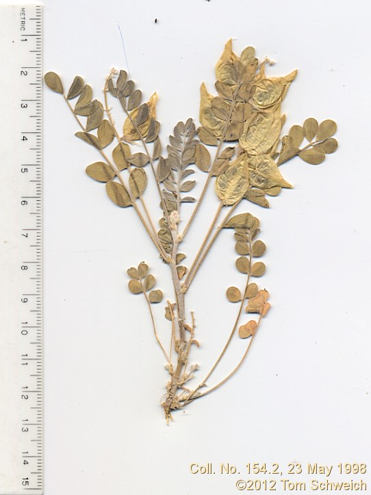 Fabaceae Astragalus cimae cimae