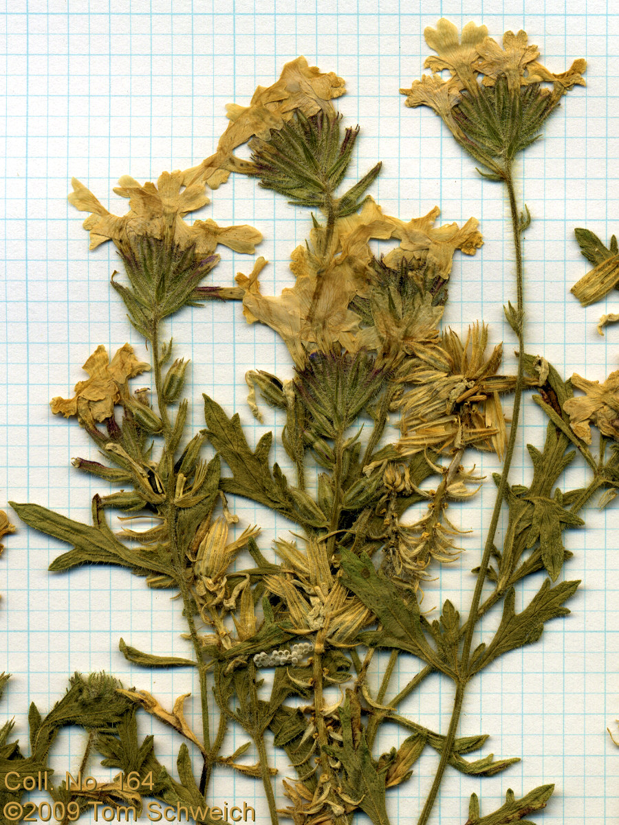 Verbenaceae Verbena gooddingii