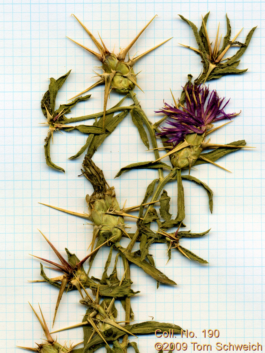Asteraceae Centaurea calcitrapa