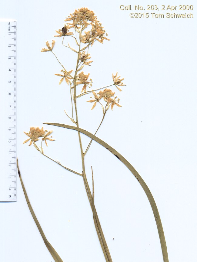 Melanthiaceae Toxicoscordion fremontii