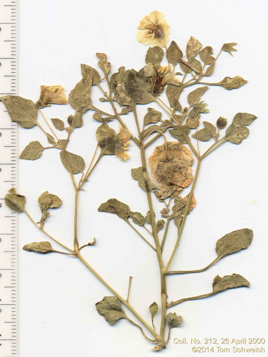 Solanaceae Physalis crassifolia