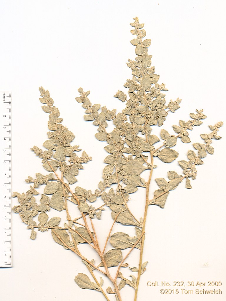 Chenopodiaceae Atriplex confertifolia