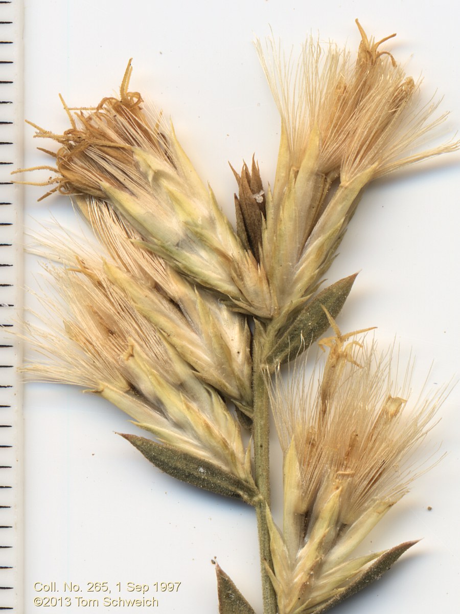 Asteraceae Chrysothamnus depressus